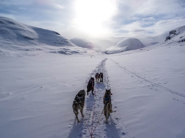 snölandskap med draghundar